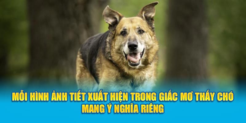 Mỗi hình ảnh tiết xuất hiện trong giấc mơ thấy chó mang ý nghĩa riêng