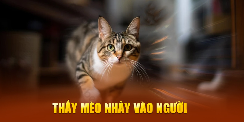 Thấy mèo nhảy vào người 